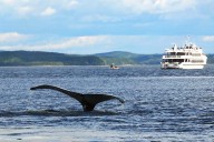 A Whale-Watching Boat Has a Run-in with a Humpback Whale, Passengers Aboard