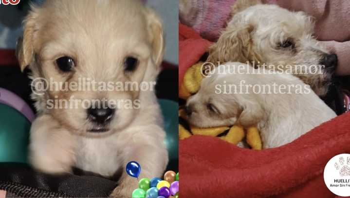 Adoptan a perritos rescatados tras explosión de pipa en Iztapalapa