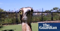 NSW minister urges people to 'vote early and vote often' in 2025 bird of the year