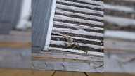 Tiny Creature Trapped On The Roof Leaves Texas Apartment Residents In Shock