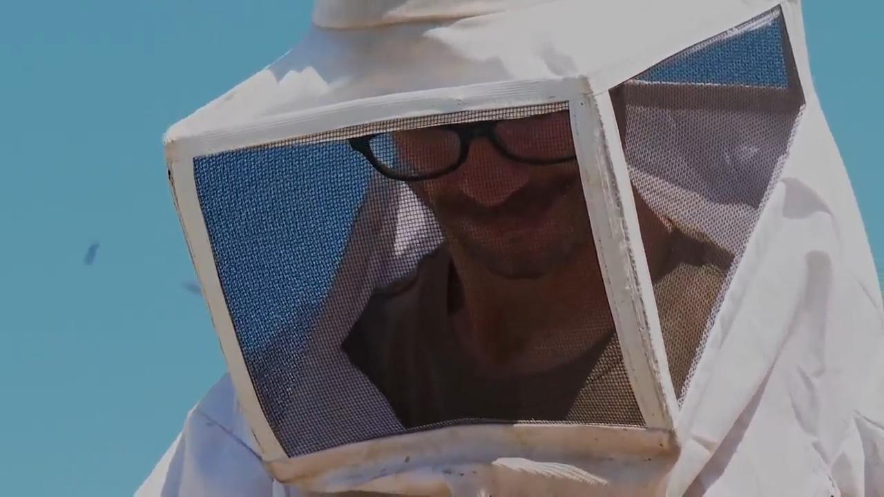 Greeks embrace urban beekeeping, hosting hives on rooftops to support local ecosystems