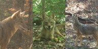 Coyote populations surge despite costly removal efforts, 18