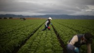 EE.UU. agiliza el trámite de visas para trabajadores agrícolas