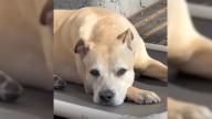 North Carolina Dog Rescued From Junkyard Becomes Family’s Heart Before A Diagnosis Tests Their Strength