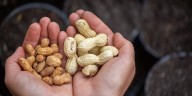 Día Internacional del Maní: cinco recetas originales para incluirlo en la alimentación