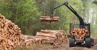 Industria forestal en alerta por aumento de aranceles de Estados Unidos