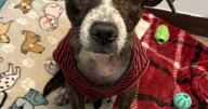 HCH Pet of the Week: Valentine