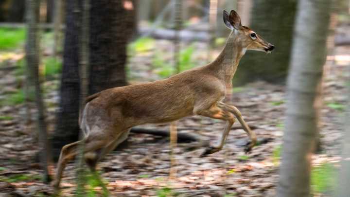 Granader: Farmington Hills' flawed decision to cull deer