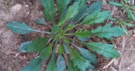 How To Effectively Burndown Fall Weeds