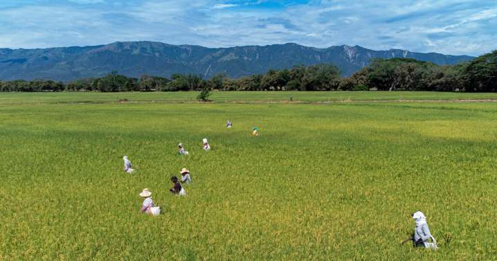 Crean novedoso modelo para prevenir enfermedades del arroz con hasta 90 % de precisión