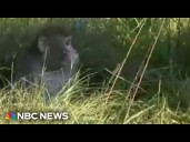 Lab monkeys escape from overturned truck in Mississippi