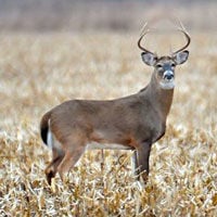 Indiana deer hunters urged to prioritize safety this archery season