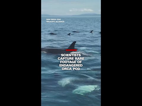 Scientists capture rare footage of endangered orca pod