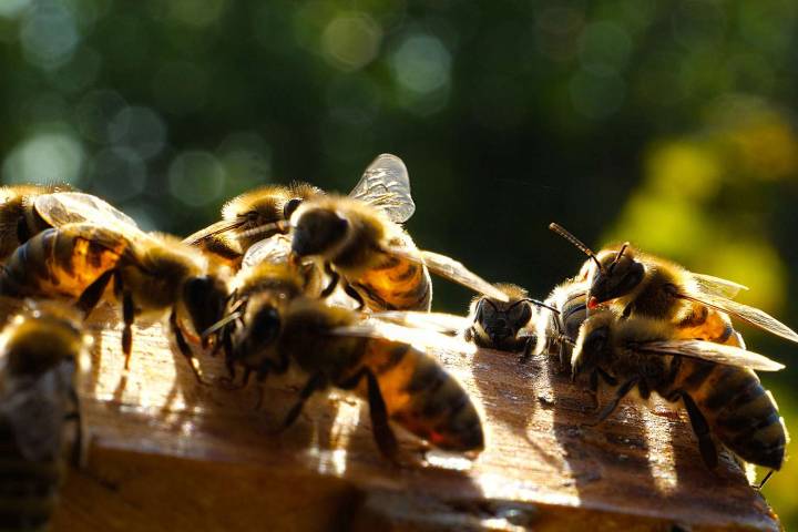 Bees Sting Dad and Daughter to Death After She Crashed Truck into Beehive