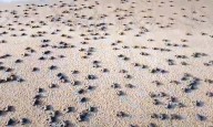 Gahirmatha faces ecological crisis