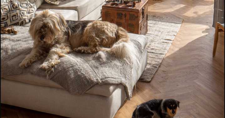 Ya no podrán prohibirte rentar casa o depa en CDMX si tienes hijos o mascotas: ¿A partir e cuándo entra en vigor?