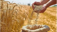 Argentina se prepara para una histórica cosecha de trigo 2025/26