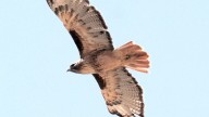 Wild About Utah: A friend to guide the way