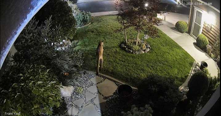 Cougar spotted wandering neighborhood near South Side Sports Complex