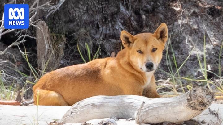 Young boy flown to Brisbane hospital after K'gari dingo attack