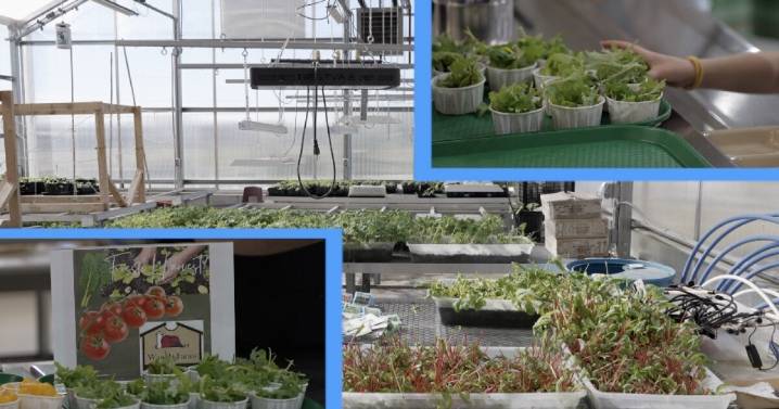 From greenhouse to cafeteria, Sturgeon Bay students are improving food access
