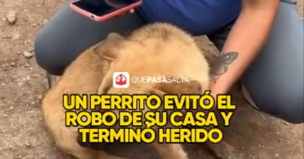 UN PERRITO EVITÓ EL ROBO DE SU CASA Y TERMINÓ HERIDO