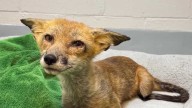Fox recovers at Nebraska Wildlife Rehab after suffering gunshot wound, other medical issues
