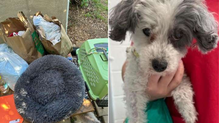 Virginia Shelter Staff Stunned As Owners Leave Senior Dog With Euthanasia Instructions