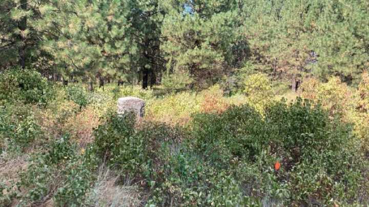 A place to grieve: Local resident offers to give an abandoned cemetery new life