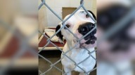 New York Woman’s One-Night Foster Turns Into Lifelong Adoption For Loving Dog
