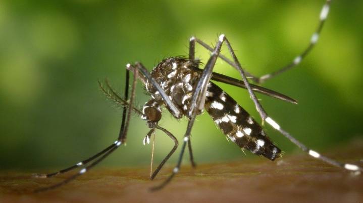 Cuál es el método con yerba mate que se usa para combatir el dengue