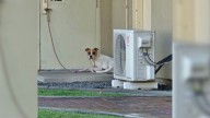 Sad Pup Tethered To Shelter Door In Washington Waited For The Family Who Never Returned