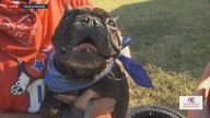 Stunt Dogs Leap into Spotlight, Paws-ome Action at Tulsa State Fair