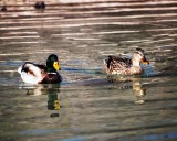 Avian influenza outbreak reported at 2 wildlife areas near Las Vegas