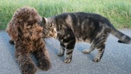 Newsom signs bills to end puppy mill pipeline, protect cats