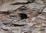 DNR cautions Marylanders about black bears