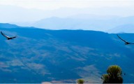 Ilika y Dasan: los cóndores andinos que ayudaron a descubrir las zonas clave para proteger a su especie