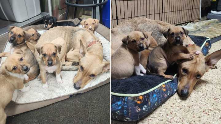 Pennsylvania Puppy Left Behind After Her Whole Family Finds Forever Homes