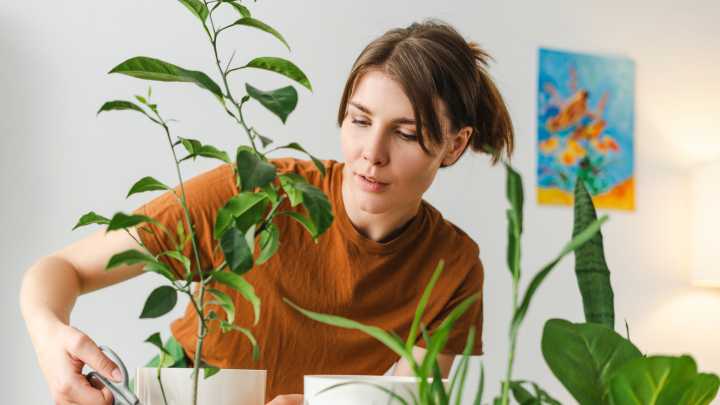 For The Best Chance Of Success, This Is The Type Of Fruit Tree You Should Grow Indoors
