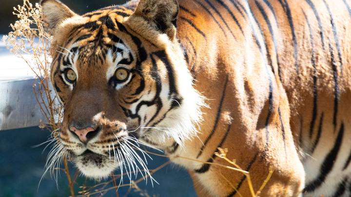 Seattle's Woodland Park Zoo announces tiger death