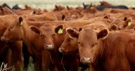 Cattle ranchers struggle with Trump administration's request to lower beef prices