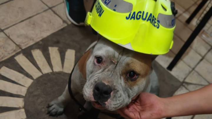 Rescatan a perrita extraviada tras incendio en Santa Catarina