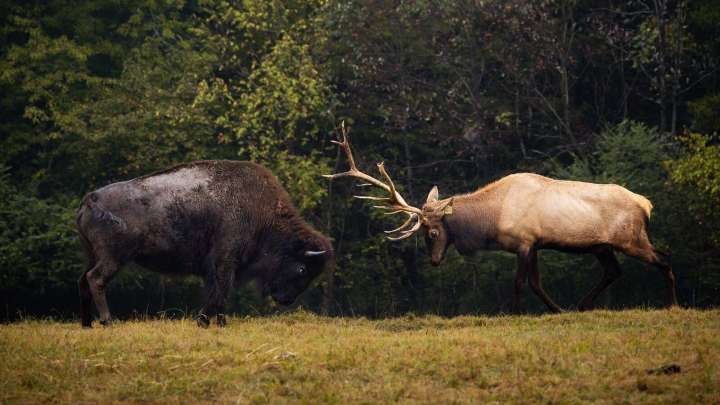 Who Wins When A Bull Elk Picks A Fight With A Bison? Depends On The Bison