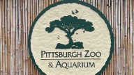 Pittsburgh Zoo & Aquarium planning to enhance care, conservation of elephants