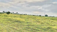 Farmers worried as heavy rains flatten paddy fields