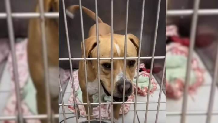 Illinois Dog Spent A Year Watching Others Get Adopted Until One Woman Chose Him
