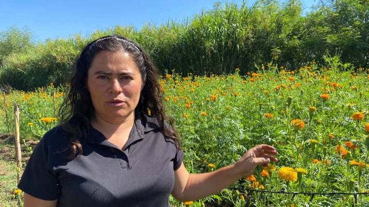 Rescatan en Oaxaca la flor de cempasúchil criolla