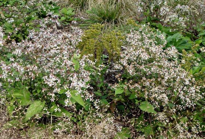 This Pennsylvania-native fall-bloomer is perfect in any hot, sunny spot: George’s Plant Pick of the Week