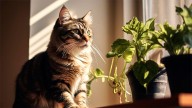 ¿Tenés gato?: estas plantas pueden ser un riesgo para su salud
