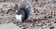 Reason there are so many acorns in the UK this autumn and what it means for wildlife